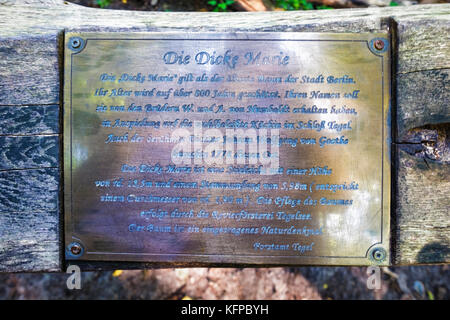 Berlin Alt-Tegel,Tegel foresta. Farnia,Quercus robur, Dicke Marie o Fat Maria è il più antico albero in Berlin.Informazioni la placca Foto Stock