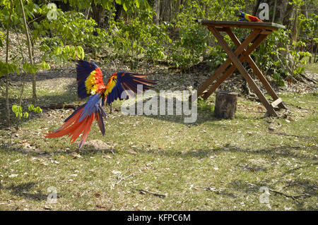 Pappagalli Macaw venite per alimentare per il sito archeologico di Copan rovine nel Western Honduras. America centrale Foto Stock