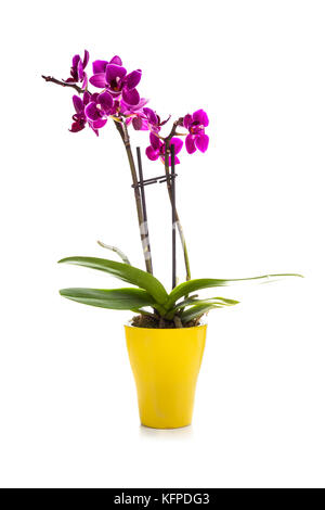 Pink orchid in una pentola isolati su sfondo bianco. bella piscina fiori close-up.dono. Foto Stock