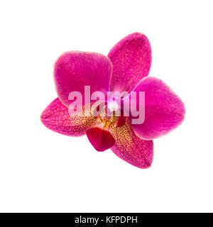 Orchid isolati su sfondo bianco. bellissimi fiori al coperto di close-up. dono. Foto Stock