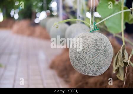 Cantaloup melone verde cresce in una fattoria supportato dalla stringa di reti di melone Foto Stock