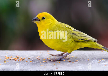 Sicalis flaveola / jilguero azafranado / zafferano finch Foto Stock