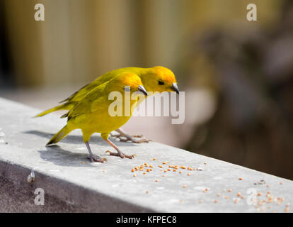 Sicalis flaveola / jilguero azafranado / zafferano finch Foto Stock