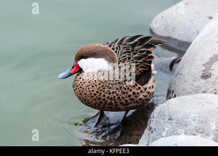 Pato gargantillo / anas bahamensis rubirostris Foto Stock