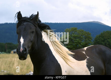 Close up di pinto cavallo bianco delle grandi macchie di bianco e nero Foto Stock