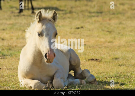 White sdraiato cavallo in un alpeggio. Posizione : Vercors, Francia. Foto Stock