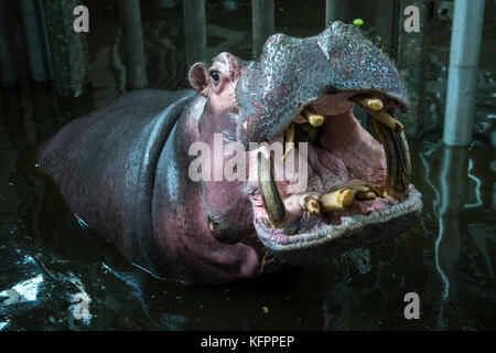 Dvur Kralove zoo, Repubblica ceca. 31 ott 2017. 32-anno-vecchio ippopotamo (Hippopotamus amphibius), denominato mike, si è visto all'Dvur Kralove lo zoo, Dvur Kralove nad Labem, Repubblica ceca, il 31 ottobre 2017. Mike proviene dallo zoo di Stoccarda, Germania. ha sostituito 2-anno-vecchio ippopotamo, denominato Karl Wilhelm, chi è arrivato anche dalla Germania e morì nel mese di agosto nel Dvur Kralove zoo. (Ctk foto/david tanecek) Credito: ctk/alamy live news Foto Stock