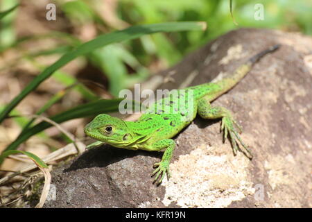 Lucertola verde nel Parco Nazionale di Tortuguero in Costa Rica. Neotropical Anole verde (Anolis biporcatus). Foto Stock