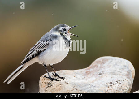 Motacilla alba o white wagtail tweeting Foto Stock