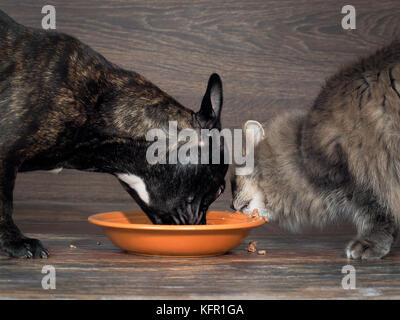 Di cane e di gatto a mangiare cibo da una piastra a pavimento Foto Stock