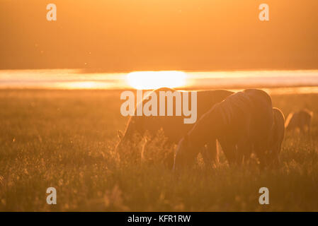 Mustangs o pascolano cavalli al tramonto sul prato a rostov riserva nazionale, Russia Foto Stock