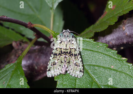 Merveille du jour moth Foto Stock