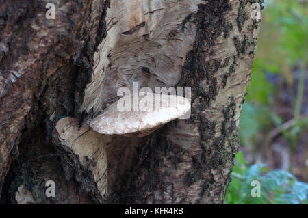 Birch polypore fungo Foto Stock