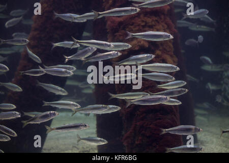 Hering, Heringe, Atlantischer Hering, Schwarm, Fischwarm, Heringsschwarm, Clupea harengus, aringhe dell'Atlantico, aringhe, aringhe, digby, mattie, scivolata Foto Stock