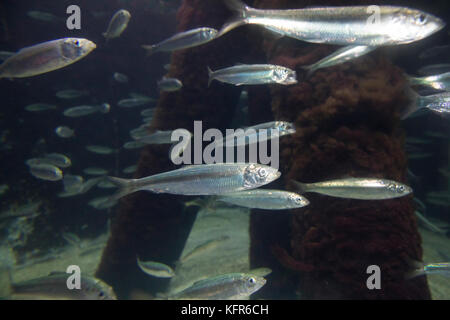 Hering, heringe, atlantischer hering, schwarm, fischschwarm, heringsschwarm, Clupea harengus, atlantico Aringa, aringa, aringhe, digby, mattie, fatta scorrere Foto Stock