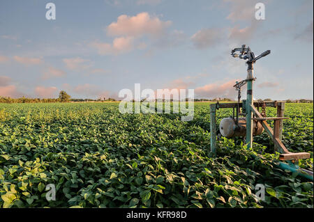 Irrigazione di spruzzatore di un sistema in un campo di semi di soia al tramonto. Foto Stock