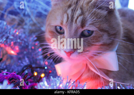 Bella adorabile gattino con fiocco bianco tra le decorazioni di Natale Foto Stock