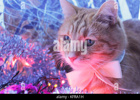 Bella adorabile gattino con fiocco bianco tra le decorazioni di Natale Foto Stock
