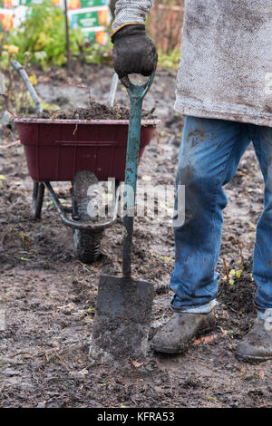 Giardiniere tenendo un capocorda dopo la rimozione del vecchio membrana di erbacce e di cortecce di legno da un giardino vegetale composta di wet terreno pesante. Scottish Borders, Scozia Foto Stock