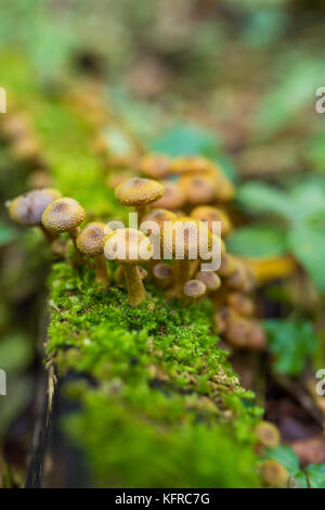 Miele di cluster a fungo (armillaria ostoyae) sulla corteccia di albero Foto Stock