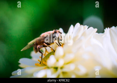 Diari delle api Foto Stock