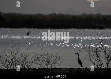 Centinaia di uccelli e di anatre resto, pesce per cibo e di sorvolare il Abelardo L. Rodrigez dam in Hermosillo Sonora. La stagione invernale e la migrazione degli uccelli Foto Stock