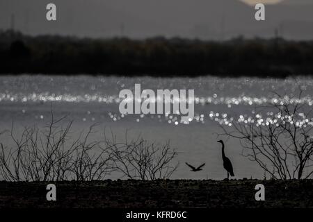 Centinaia di uccelli e di anatre resto, pesce per cibo e di sorvolare il Abelardo L. Rodrigez dam in Hermosillo Sonora. La stagione invernale e la migrazione degli uccelli Foto Stock