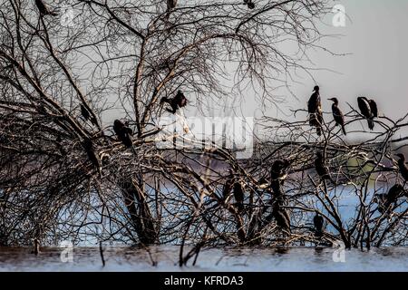 Centinaia di uccelli e di anatre resto, pesce per cibo e di sorvolare il Abelardo L. Rodrigez dam in Hermosillo Sonora. La stagione invernale e la migrazione degli uccelli Foto Stock