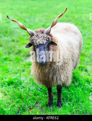 Pecora vallacea, anche pecora ungherese di Racka, montone con corna a spirale, Ovis aries strepsiceros Hungaricus, in erba verde fresca, primo piano Foto Stock