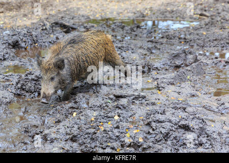 Central European il cinghiale (Sus scrofa) juvennile, giovane animale, noto anche come i suini selvatici o Eurasiatico di suini selvatici, foraggio per il cibo nel fango, Germania Foto Stock