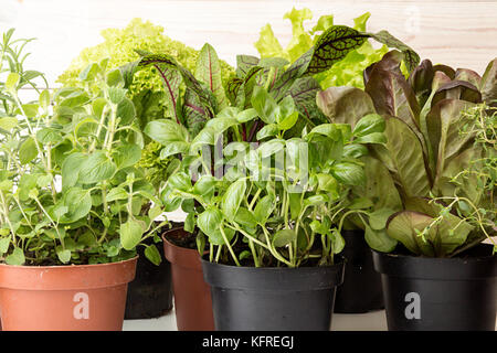 Le erbe aromatiche e le lattughe coltivate in vasi in bianco sullo sfondo di legno. Live groving di piante coltivate in vasi: salanova cappuccina rosso, rosmarino, timo, origano, bas Foto Stock