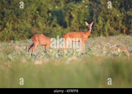 I caprioli (Capreolus capreolus) si trovano su un campo agricolo con piante. Paesaggi naturali, Slovacchia. Foto Stock