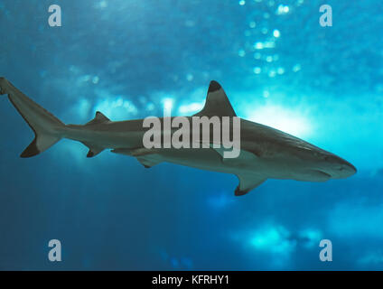 Pinna nera squalo reef nuotare in mare. Foto Stock