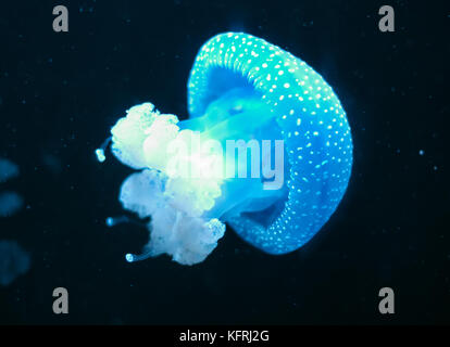 Pesce di Jellyfish bianco-spotted in mare profondo. Phyllorhiza punctata. Foto Stock