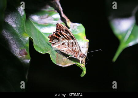 Pizzi-Roadside-Skipper alato (Amblyscirtes esculapio), Pilas, Alajuela, provincia di Alajuela, Highlands Centrali, Costa Rica, America Centrale Foto Stock