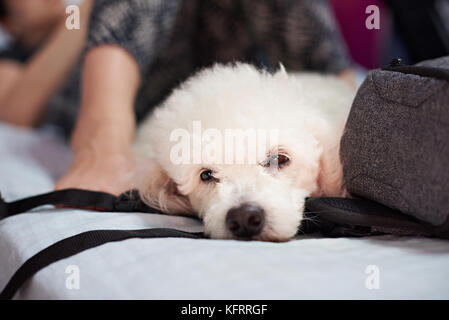 Pulire bianco cane barboncino stabilire con gli occhi aperti su letto di gambe umane Foto Stock