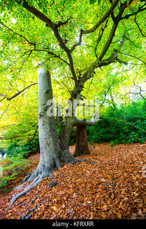 Virginia Water Lake e dintorni Foto Stock