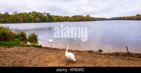 Virginia Water Lake e dintorni Foto Stock