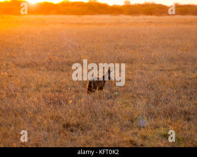 Foxes arate di pipistrello nella Central Kalahari Game Reserve, Botswana Foto Stock