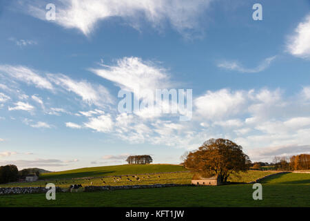 Tipico picco bianco paesaggio vicino alsop en le dale, parco nazionale di Peak District, Derbyshire Foto Stock