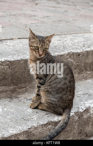 Uno dei tanti gatti randagi visto in ed intorno a Kotor in Montenegro. Foto Stock