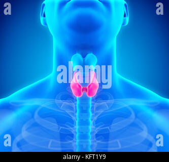 Illustrazione dell'anatomia della ghiandola tiroidea umana Foto Stock