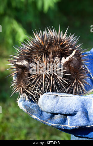 A breve becco echidna (tachyglossus aculeatus) in mani con guanti. i capretti in posizione difensiva. hopkins creek. Nuovo Galles del Sud Australia. Foto Stock