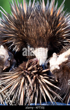 A breve becco echidna (tachyglossus aculeatus) in mani con guanti. i capretti in posizione difensiva. maggio 2011. hopkins creek. Nuovo Galles del Sud Australia. Foto Stock