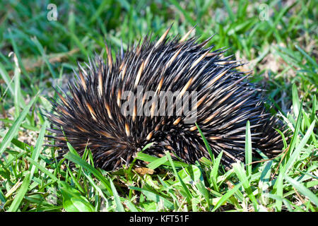 A breve becco echidna (tachyglossus aculeatus). bambini mostrano tipica scavata in posizione difensiva in prato. hopkins creek. Nuovo Galles del Sud Australia Foto Stock