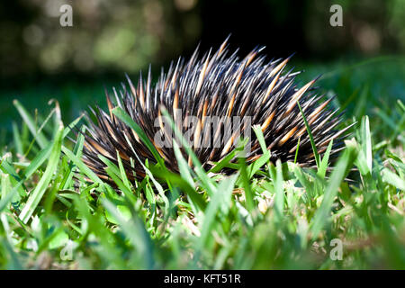 A breve becco echidna (tachyglossus aculeatus). bambini mostrano tipica scavata in posizione difensiva in prato. hopkins creek. Nuovo Galles del Sud Australia Foto Stock