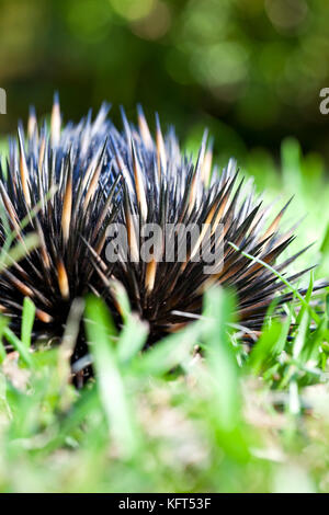 A breve becco echidna (tachyglossus aculeatus). bambini mostrano tipica scavata in posizione difensiva in prato. hopkins creek. Nuovo Galles del Sud Australia Foto Stock