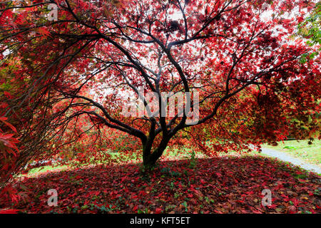 Tettoia con retroilluminazione rossa di fogliame di autunno del giapponese acero Acer palmatum 'Chitoseyama', nell'Acer glade al Garden House, Buckland Monachorum Foto Stock