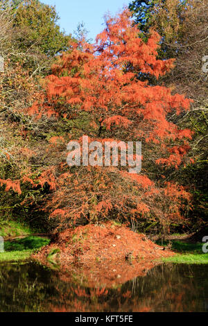 Swamp cypress, Taxodium distichum, e riflessione in rosso fogliame di autunno dal lato di un piccolo lago Foto Stock