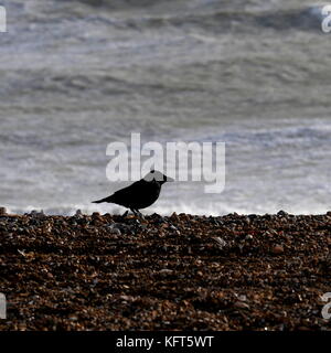 AJAXNETPHOTO. Ottobre, 2017. WORTHING, Inghilterra. - Spiaggia Bird. - Un corvo nero BRAVES alta venti sulla spiaggia durante tempeste autunnali. Foto:JONATHAN EASTLAND/AJAX REF:GX173110 379 2 Foto Stock